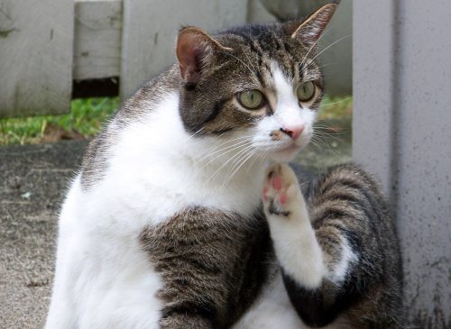 cat-scratching-public-domain | LymeScience